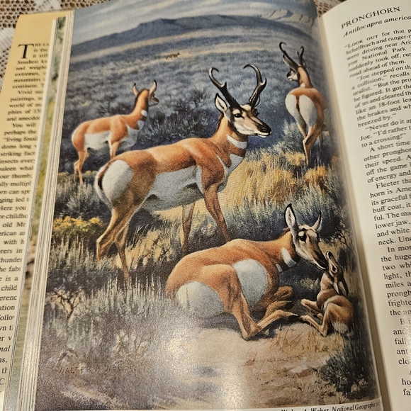 WILD ANIMALS OF NORTH AMERICA W/ DUST JACKET AND PLASTI-KLEER DJ COVER VTG 1971 - Picture 7 of 7